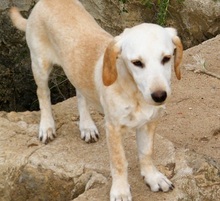 PRINCESSA, Hund, Mischlingshund in Griechenland - Bild 9
