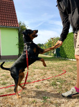 COOPER, Hund, Deutscher Pinscher in Neuhausen - Bild 5