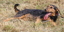 ANGELA, Hund, Mischlingshund in Ungarn - Bild 1
