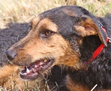 ANGELA, Hund, Mischlingshund in Ungarn - Bild 4