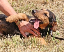 ANGELA, Hund, Mischlingshund in Ungarn - Bild 5