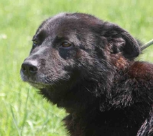 TAPI, Hund, Mischlingshund in Ungarn - Bild 1
