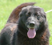 TAPI, Hund, Mischlingshund in Ungarn - Bild 2