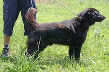 TAPI, Hund, Mischlingshund in Ungarn - Bild 3