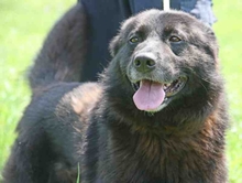 TAPI, Hund, Mischlingshund in Ungarn - Bild 4
