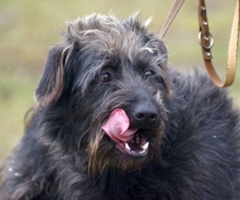 BOGANCS, Hund, Mischlingshund in Ungarn - Bild 1