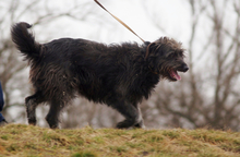 BOGANCS, Hund, Mischlingshund in Ungarn - Bild 3