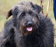 BOGANCS, Hund, Mischlingshund in Ungarn - Bild 4