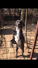 GRACE, Hund, Mischlingshund in Rumänien - Bild 8