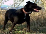 LOLKA, Hund, Mischlingshund in Slowakische Republik - Bild 3