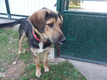 XALO, Hund, Mischlingshund in Slowakische Republik - Bild 1