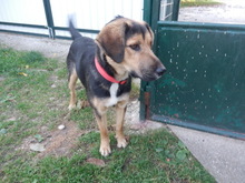 XALO, Hund, Mischlingshund in Slowakische Republik - Bild 2