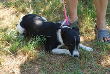 HUBA, Hund, Mischlingshund in Ungarn - Bild 1