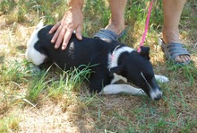 HUBA, Hund, Mischlingshund in Ungarn - Bild 2