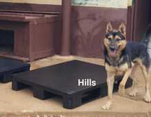 HILS, Hund, Deutscher Schäferhund-Mix in Spanien - Bild 10