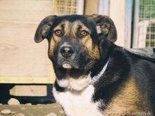 ZORKA, Hund, Mischlingshund in Slowakische Republik - Bild 1