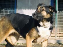 ZORKA, Hund, Mischlingshund in Slowakische Republik - Bild 3