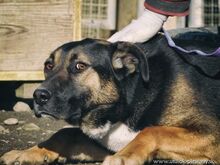 ZORKA, Hund, Mischlingshund in Slowakische Republik - Bild 4
