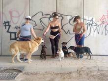 LINDA, Hund, Mischlingshund in Spanien - Bild 5
