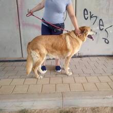 LINDA, Hund, Mischlingshund in Spanien - Bild 6