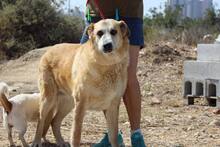 LINDA, Hund, Mischlingshund in Spanien - Bild 9