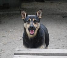 MIMIKE, Hund, Mischlingshund in Ungarn - Bild 2