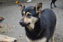 MIMIKE, Hund, Mischlingshund in Ungarn - Bild 3