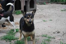 MIMIKE, Hund, Mischlingshund in Ungarn - Bild 4