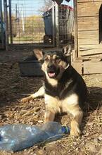 MIMIKE, Hund, Mischlingshund in Ungarn - Bild 5