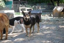 MIMIKE, Hund, Mischlingshund in Ungarn - Bild 6