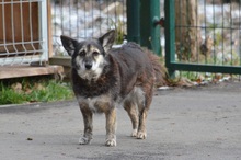 JASZURKA, Hund, Mischlingshund in Polen - Bild 4