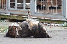 JASZURKA, Hund, Mischlingshund in Polen - Bild 5