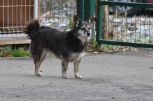 JASZURKA, Hund, Mischlingshund in Polen - Bild 6