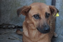 OKTA, Hund, Mischlingshund in Rumänien - Bild 1
