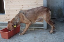 OKTA, Hund, Mischlingshund in Rumänien - Bild 2