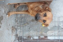 OKTA, Hund, Mischlingshund in Rumänien - Bild 3