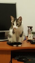 TIMO, Katze, Europäisch Kurzhaar in Rumänien - Bild 10