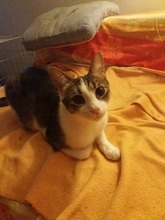 TIMO, Katze, Europäisch Kurzhaar in Rumänien - Bild 2