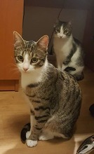 TIMO, Katze, Europäisch Kurzhaar in Rumänien - Bild 3