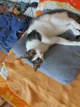 TIMO, Katze, Europäisch Kurzhaar in Rumänien - Bild 4