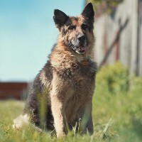 ILKO, Hund, Deutscher Schäferhund-Mix in Russische Föderation - Bild 1