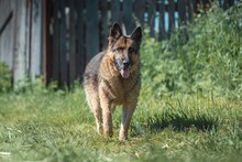 ILKO, Hund, Deutscher Schäferhund-Mix in Russische Föderation - Bild 10