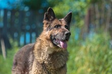 ILKO, Hund, Deutscher Schäferhund-Mix in Russische Föderation - Bild 11