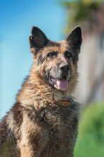 ILKO, Hund, Deutscher Schäferhund-Mix in Russische Föderation - Bild 2