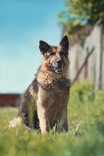 ILKO, Hund, Deutscher Schäferhund-Mix in Russische Föderation - Bild 3