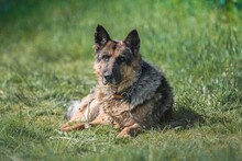 ILKO, Hund, Deutscher Schäferhund-Mix in Russische Föderation - Bild 4