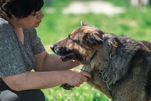 ILKO, Hund, Deutscher Schäferhund-Mix in Russische Föderation - Bild 6