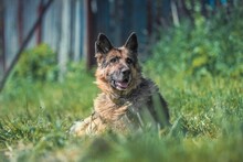 ILKO, Hund, Deutscher Schäferhund-Mix in Russische Föderation - Bild 8