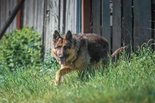 ILKO, Hund, Deutscher Schäferhund-Mix in Russische Föderation - Bild 9