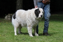 MATHIS, Hund, Herdenschutzhund in Italien - Bild 3